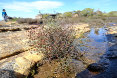 Nenax coronata