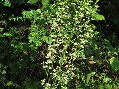 Veratrum hybridum