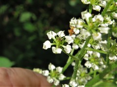 Veratrum hybridum