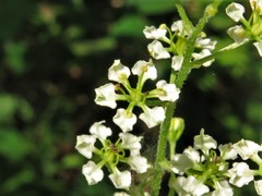 Veratrum hybridum