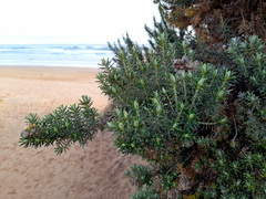 Ozothamnus turbinatus