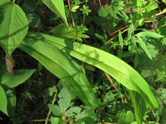 Veratrum hybridum