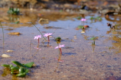 Romulea stellata