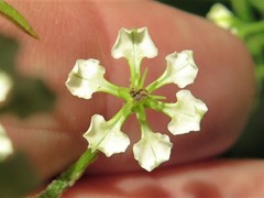 Veratrum hybridum