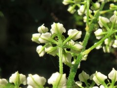 Veratrum hybridum