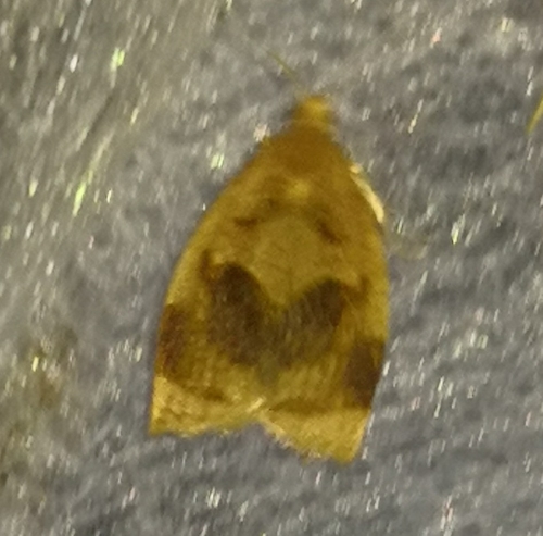 Rose Tortrix Moth, Schiermonnikoog, NL-FR-SC, NL-FR, NL, photo 8 of 10