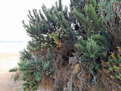 Ozothamnus turbinatus