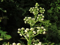 Veratrum hybridum