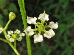 Veratrum hybridum