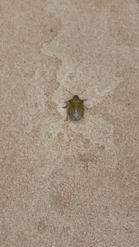 Peribalus strictus vernalis