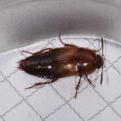 Tachinus fimbriatus