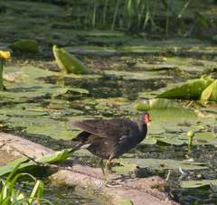 Gallinula chloropus