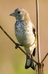 Carduelis carduelis