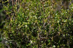 Coleonema juniperinum