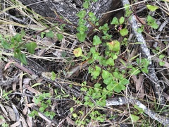 Chenopodium trigonon