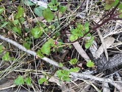 Chenopodium trigonon