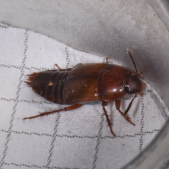 Tachinus fimbriatus