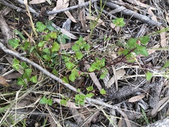 Chenopodium trigonon