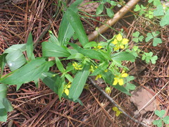 Lysimachia lanceolata