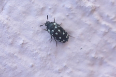 Paranovelsis punctatus