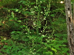 Veratrum hybridum