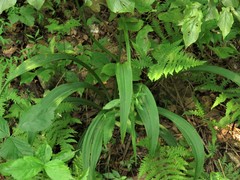 Veratrum hybridum