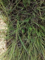 Gentiana pneumonanthe