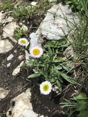 Erigeron alpinus