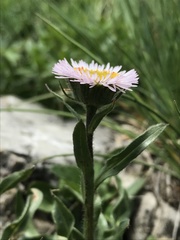 Erigeron alpinus