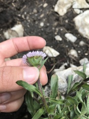 Erigeron alpinus