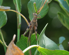 Austracris basalis