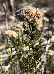 Cassinia laevis