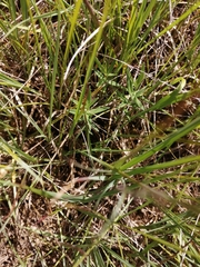 Gentiana pneumonanthe