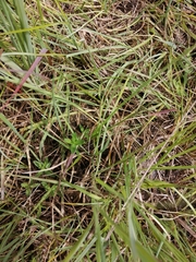 Gentiana pneumonanthe
