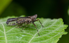 Orthopagus