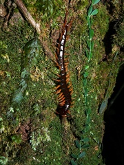 Scolopendra subspinipes