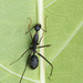 Camponotus angusticollis - Photo (c) Prajwal J Ullal, μερικά δικαιώματα διατηρούνται (CC BY-NC), uploaded by Prajwal J Ullal