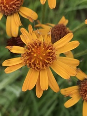 Tephroseris integrifolia capitata