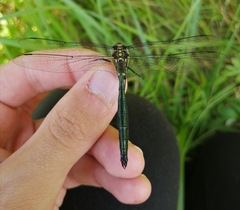 Somatochlora exuberata