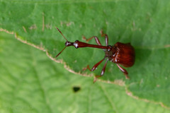 Paracycnotrachelus