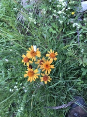 Tephroseris integrifolia capitata