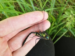 Somatochlora exuberata