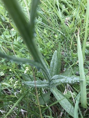 Tephroseris integrifolia capitata