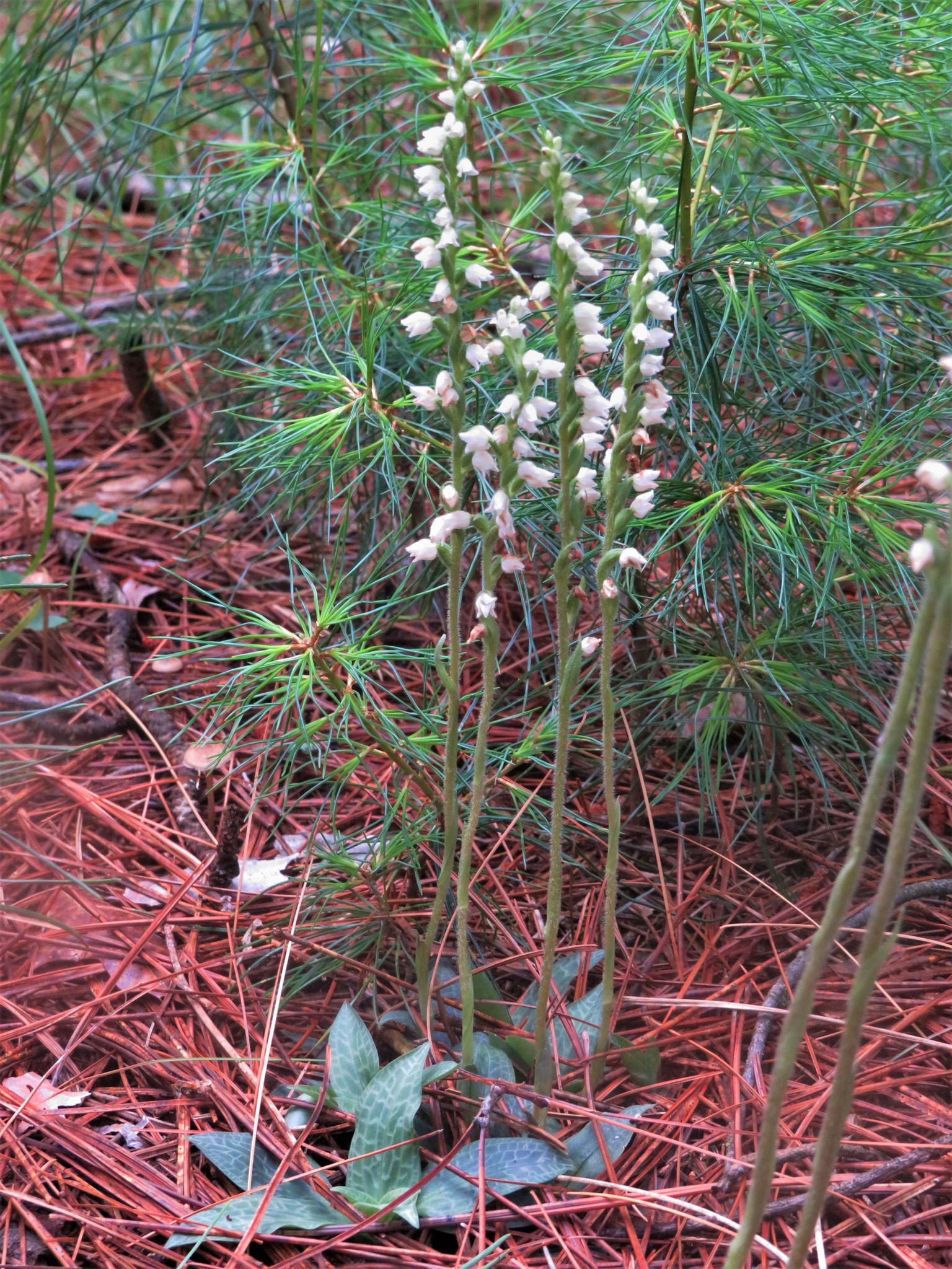 Goodyera tesselata