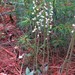 Checkered Rattlesnake Plantain - Photo (c) John Boldt, some rights reserved (CC BY-NC), uploaded by John Boldt