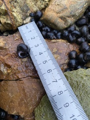 Littorina mandshurica