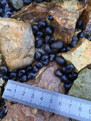 Littorina mandshurica