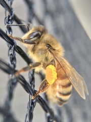 Apis mellifera