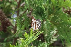 Neptis pryeri