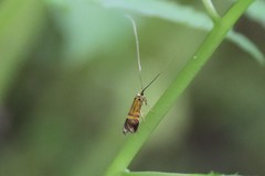 Nemophora staudingerella